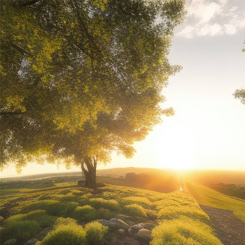 A Landscape With Trees And Grass Zw7xhvud