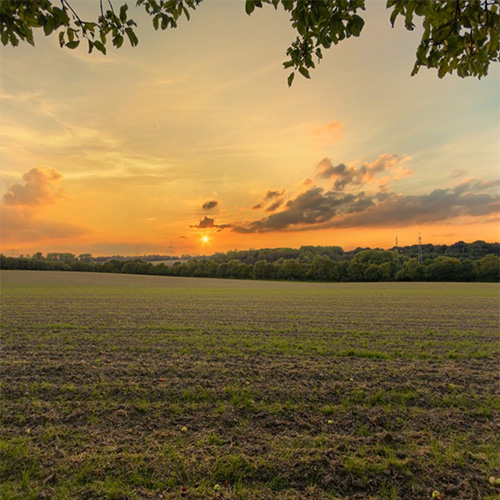 Apfelbaum Sonnenuntergang Panorama